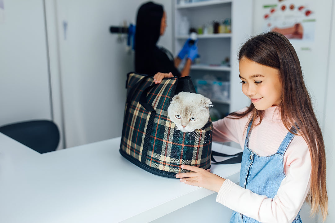 The Importance of Comfortable Pet Carriers