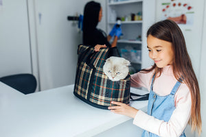 The Importance of Comfortable Pet Carriers